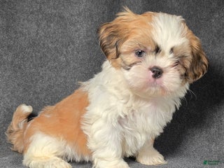 Shih Tzu dogs Mittens - Ad 1