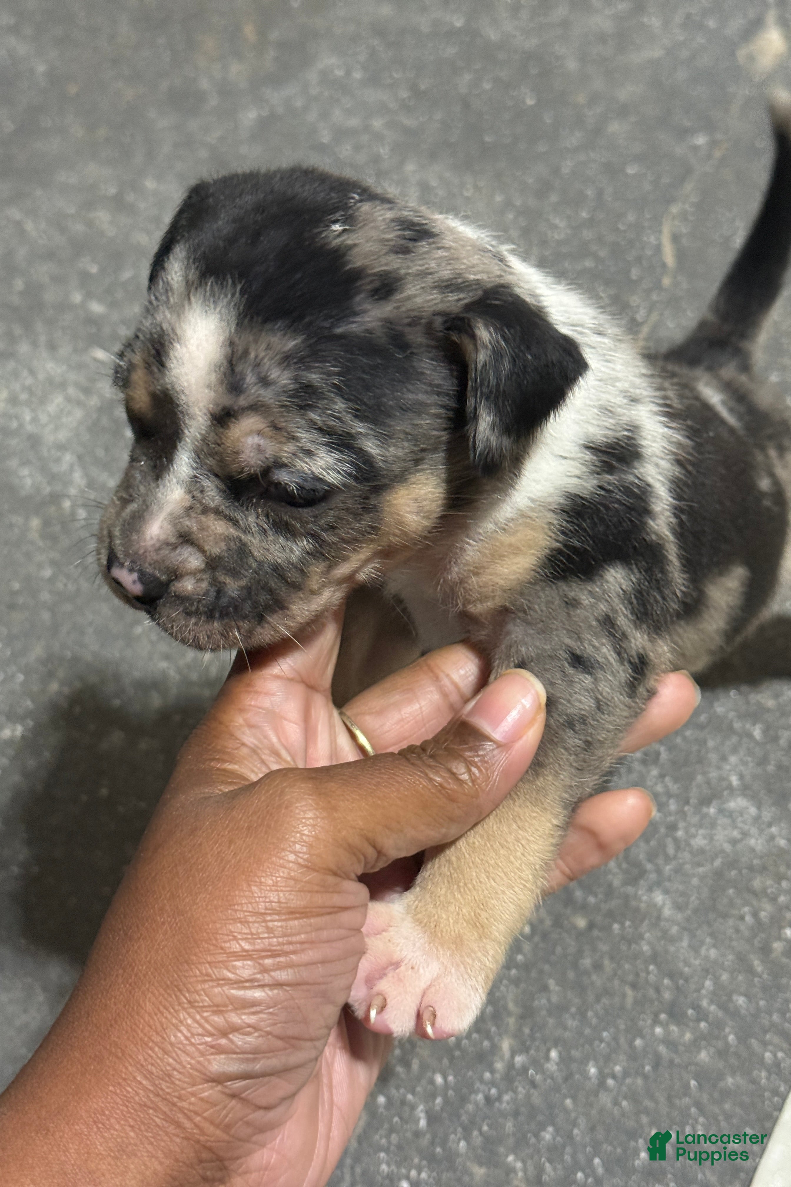 American Bully dogs Saweetie - Ad 2