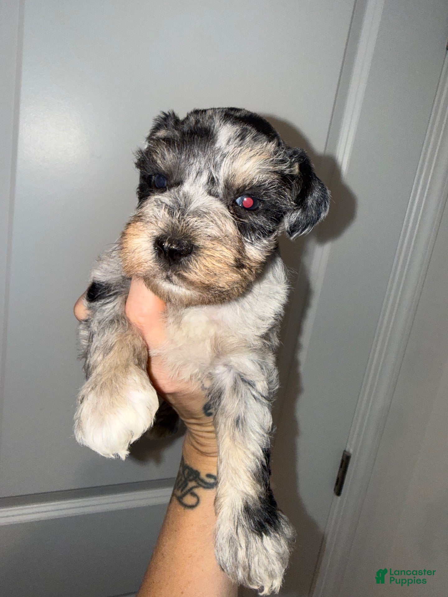 Miniature Schnauzer dogs Black & Rust Merle Male - Ad 42