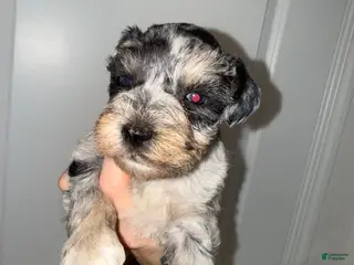 Miniature Schnauzer dogs Black & Rust Merle Male - Ad 8