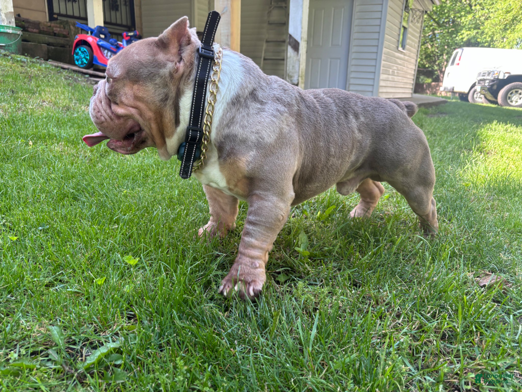 American Bully dogs for stud: America bully - Ad 4