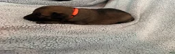 Belgian Malinois dogs for sale: Belgian Malinois 4 - Ad 2