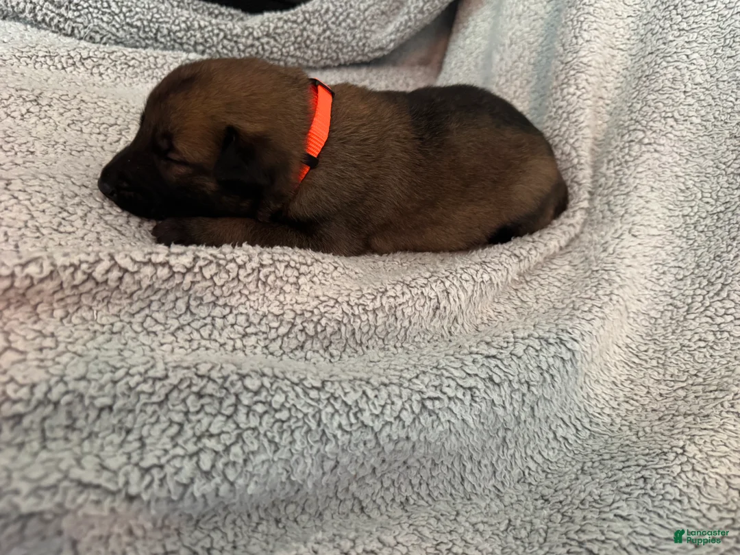 Belgian Malinois dogs for sale: Belgian Malinois 4 - Ad 2