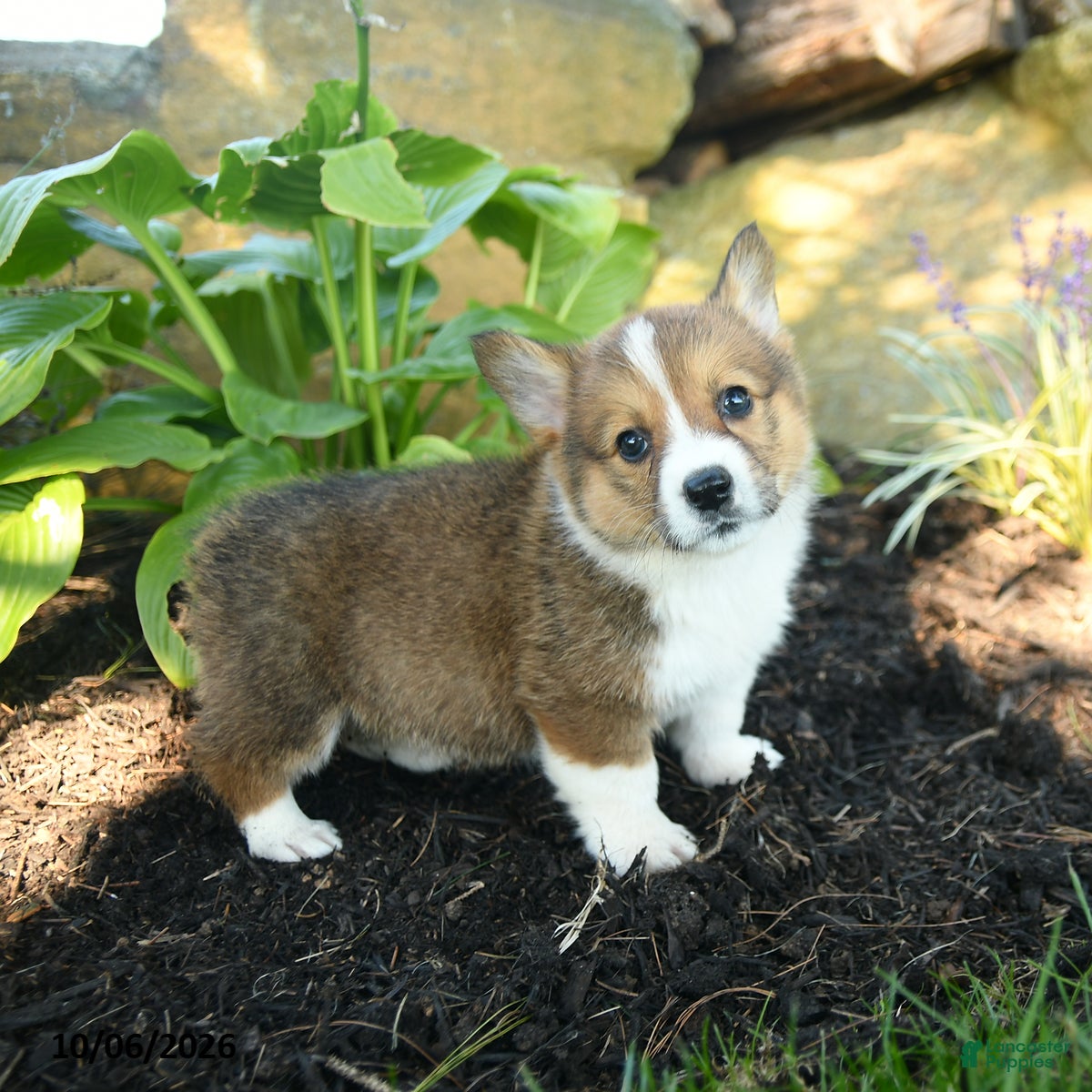 Welsh Corgi Pembroke dogs for sale: Cracker - Ad 2
