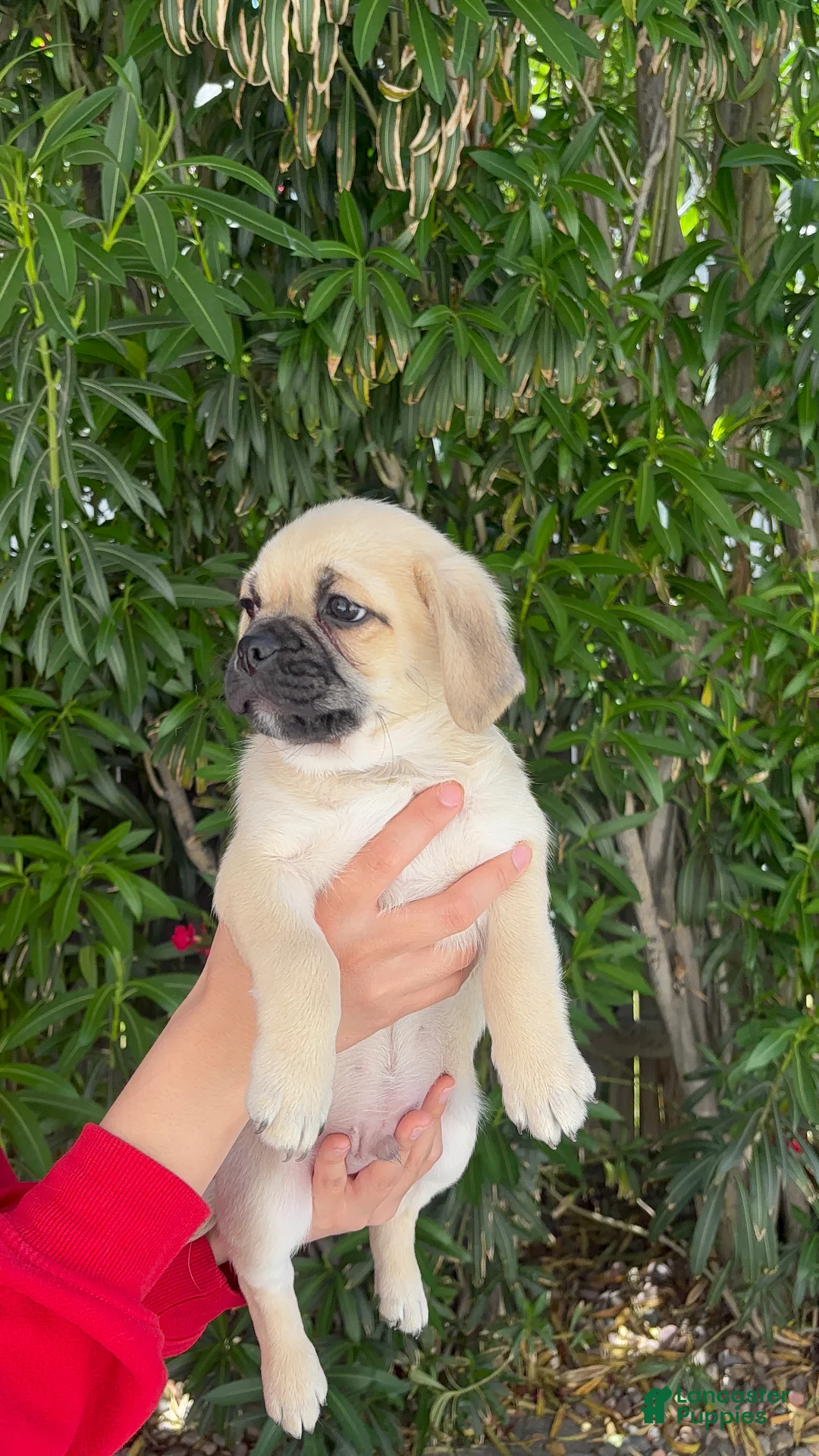 Mixed Breed dogs for sale: Roo 🩵 - Ad 2