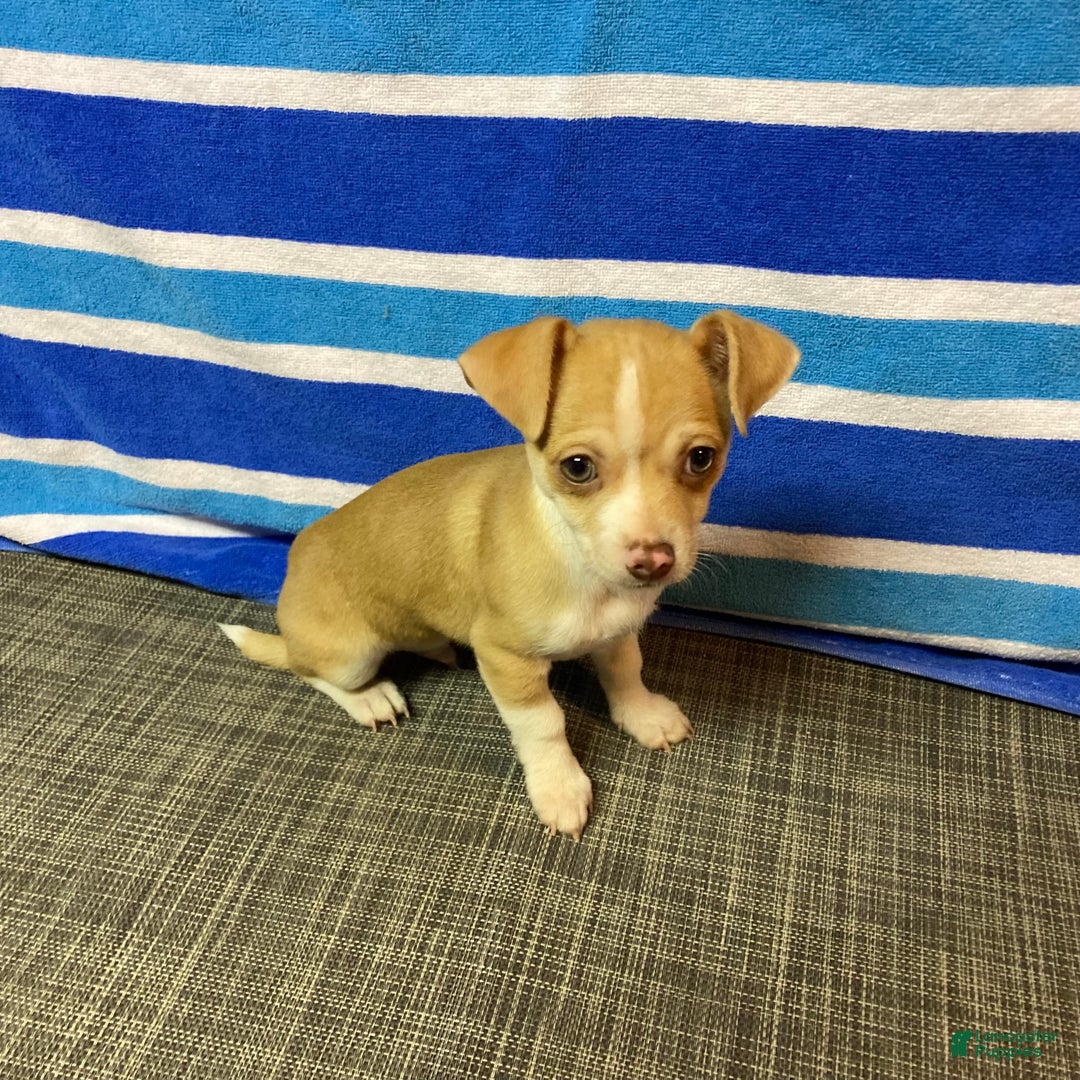 Chihuahua dogs for sale: Dylan - Ad 9