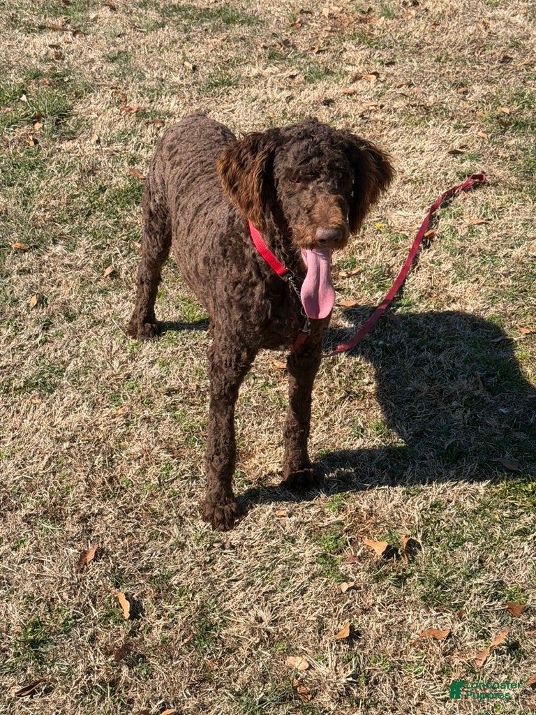 Labradoodle dogs Hershey - Ad 40
