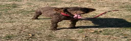 Labradoodle dogs for sale: Hershey - Ad 1