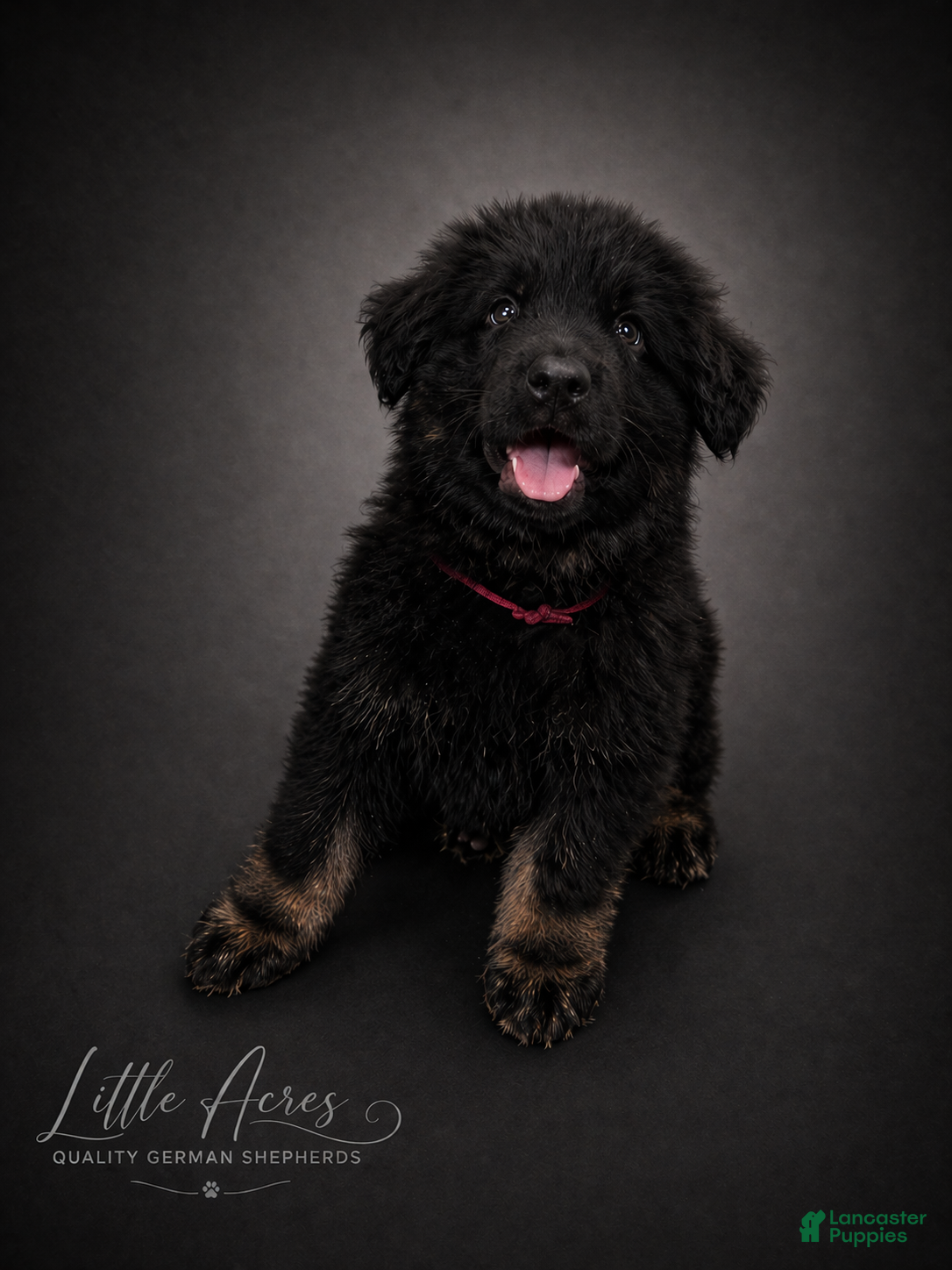 German Shepherd dogs German Shepherd Puppy 3 - Ad 10