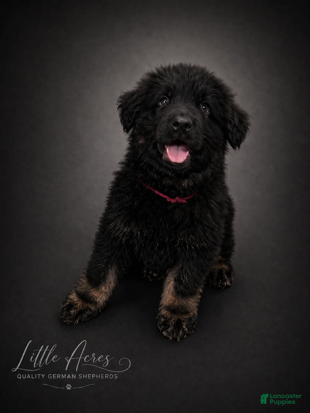 German Shepherd dogs for sale: German Shepherd Puppy 3 - Ad 1