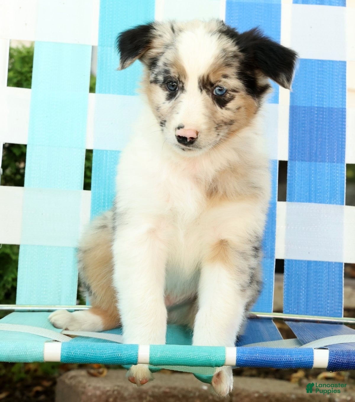 Australian Shepherd dogs for sale: Jack - Ad 8