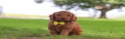 Mini Goldendoodle dogs for sale: Gizmo - Ad 5