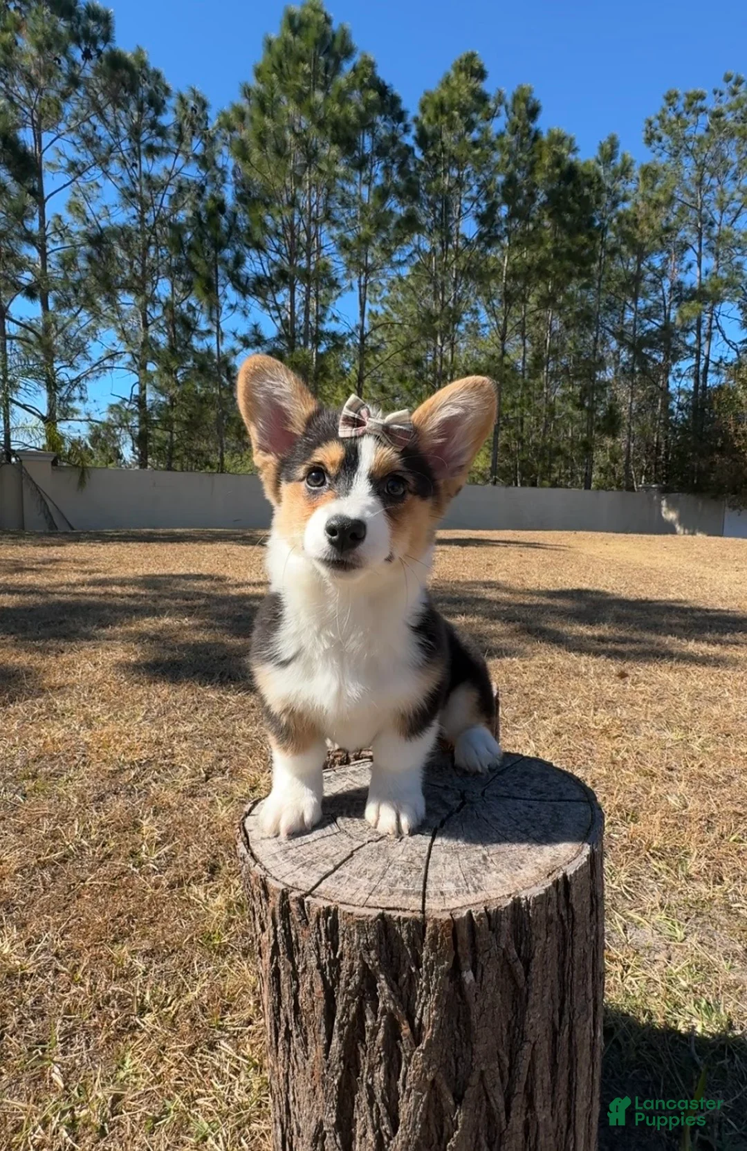 Mixed Breed dogs for sale: Star - Ad 4