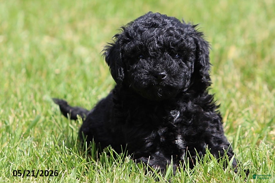 Miniature Poodle dogs for sale: Max - Ad 4