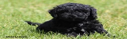 Miniature Poodle dogs for sale: Max - Ad 1