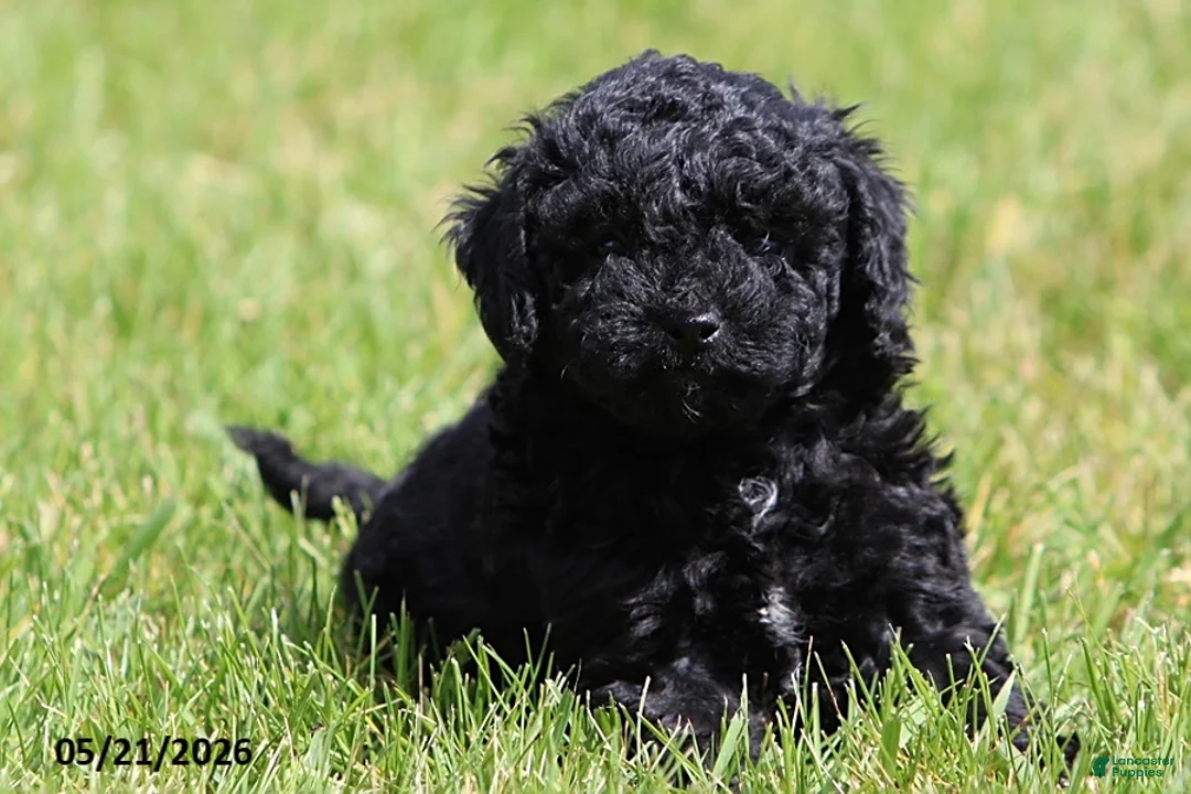 Miniature Poodle dogs for sale: Max - Ad 1