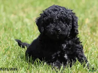 Miniature Poodle dogs for sale: Max - Ad 4