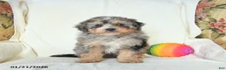 Mini Bernedoodle dogs for sale: Ranger - Ad 5