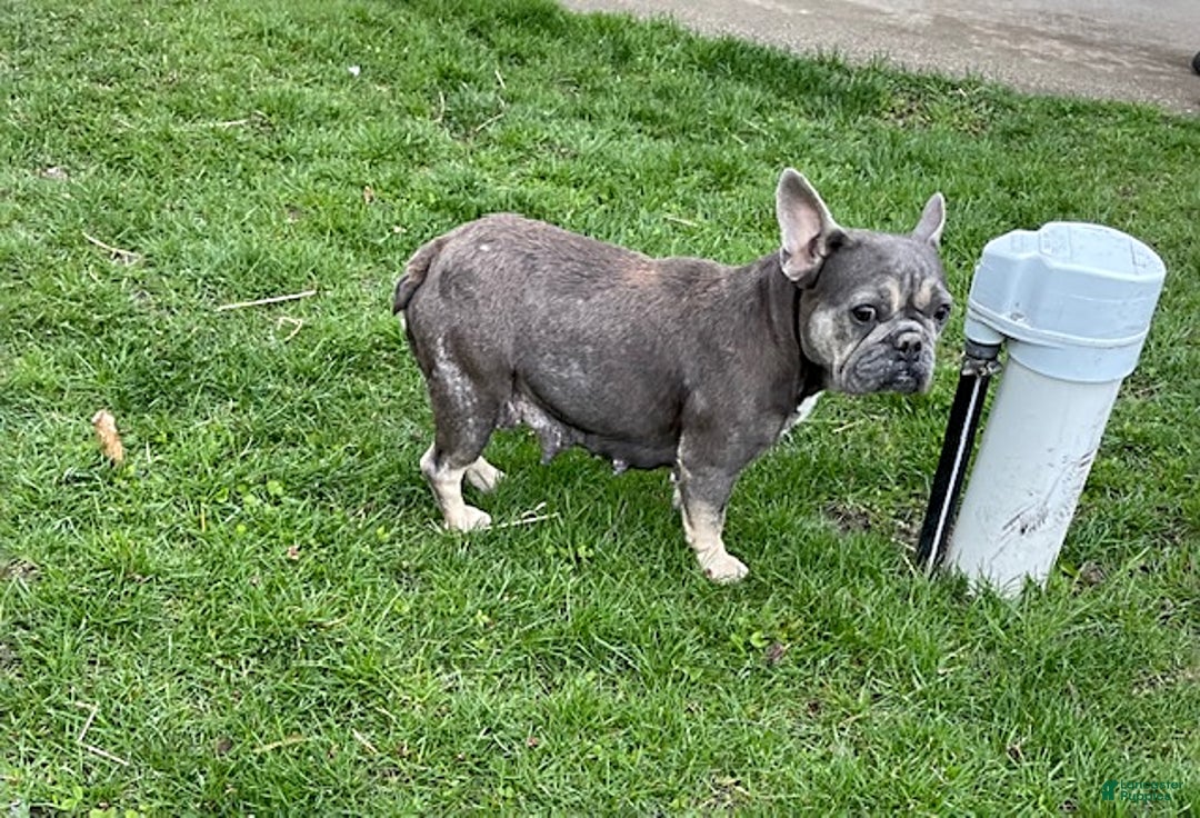 French Bulldog dogs for sale: Frankie - Ad 4