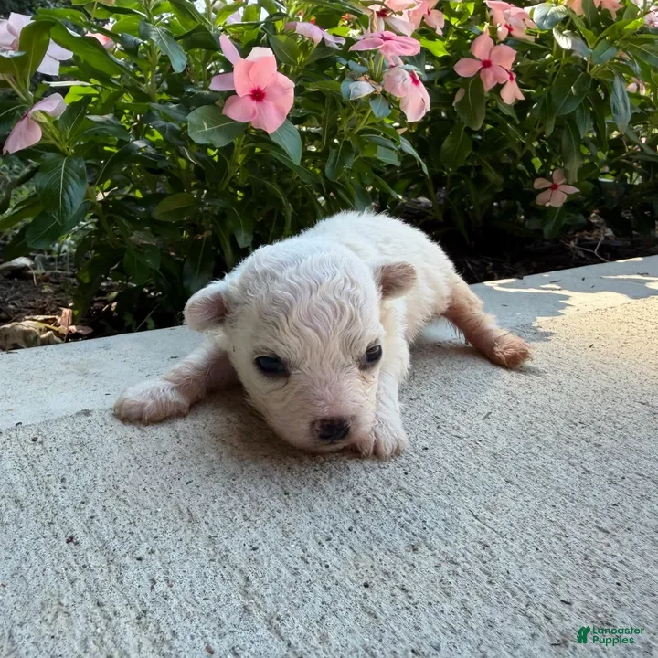 Bichon Frise dogs Montey - Ad 12