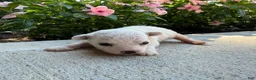 Bichon Frise dogs for sale: Montey - Ad 1