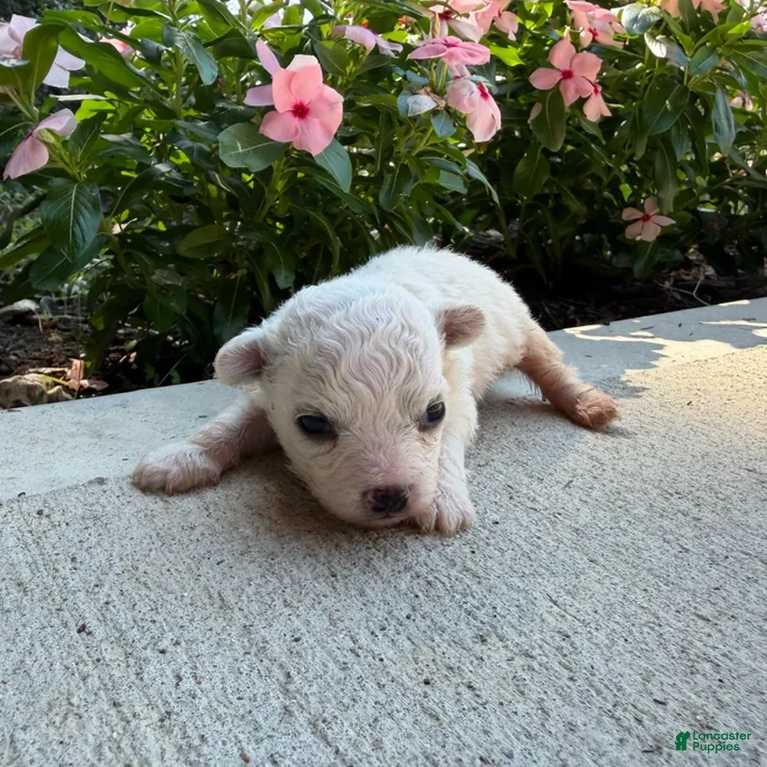 Bichon Frise dogs for sale: Montey - Ad 1