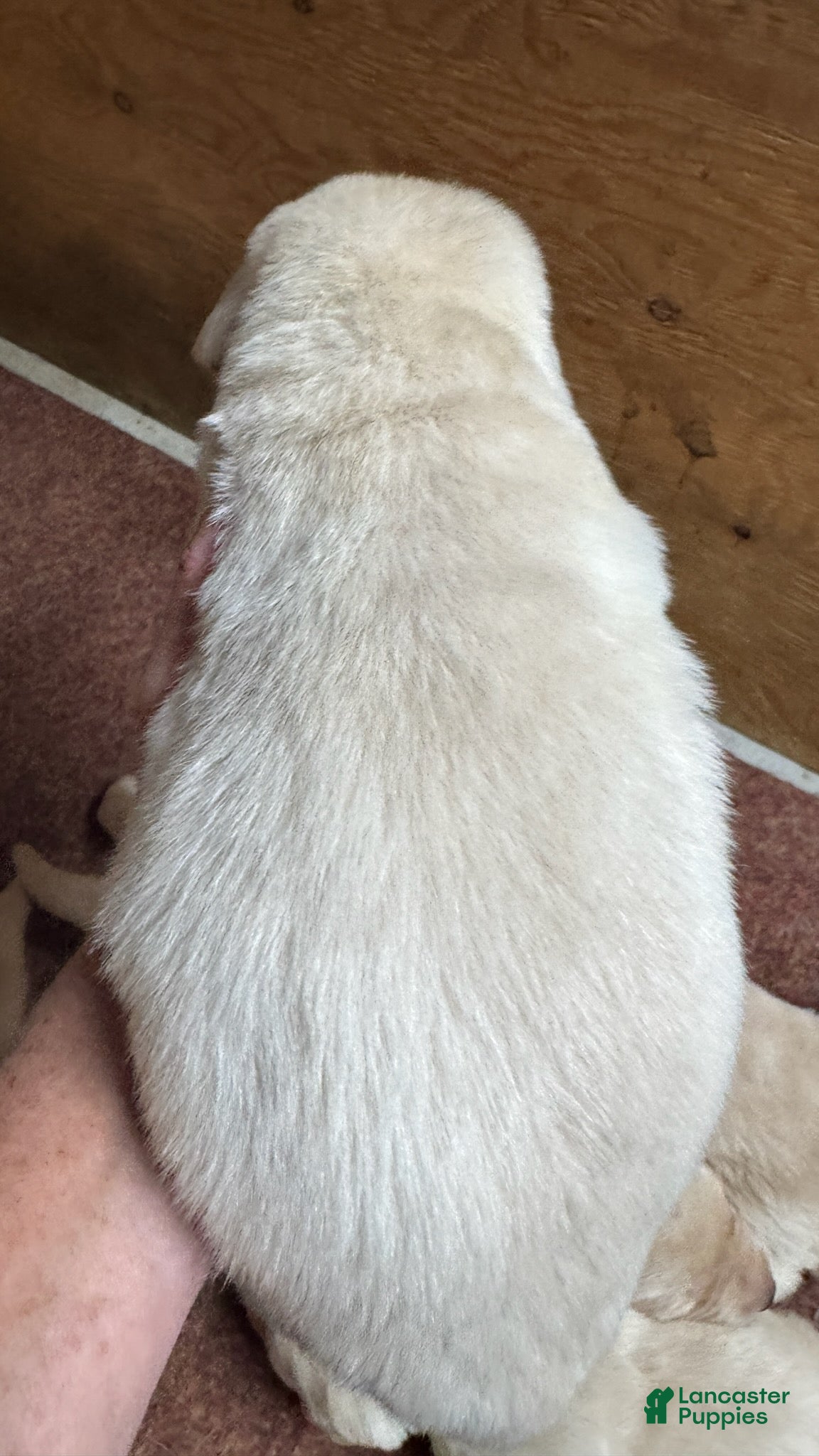 Labrador Retriever dogs Labrador Retriever 2 - Ad 2