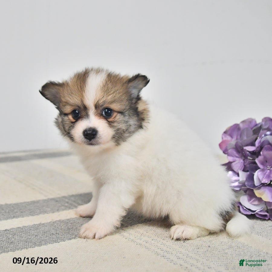 Pomeranian dogs Bingo - Ad 2