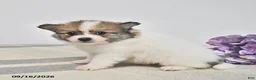Pomeranian dogs for sale: Bingo - Ad 2