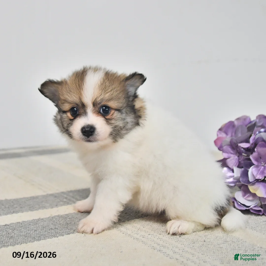 Pomeranian dogs for sale: Bingo - Ad 2