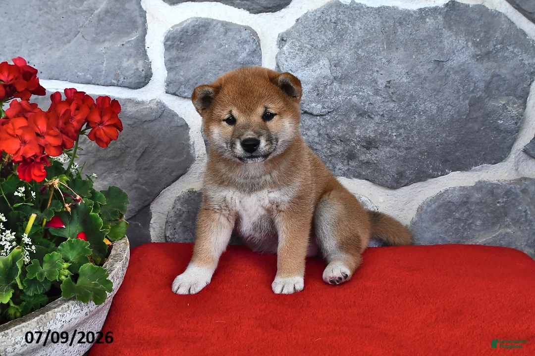 Shiba Inu dogs for sale: Molly - Ad 1