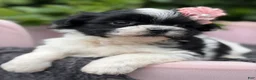 Malshi dogs for sale: Audrey - Ad 4