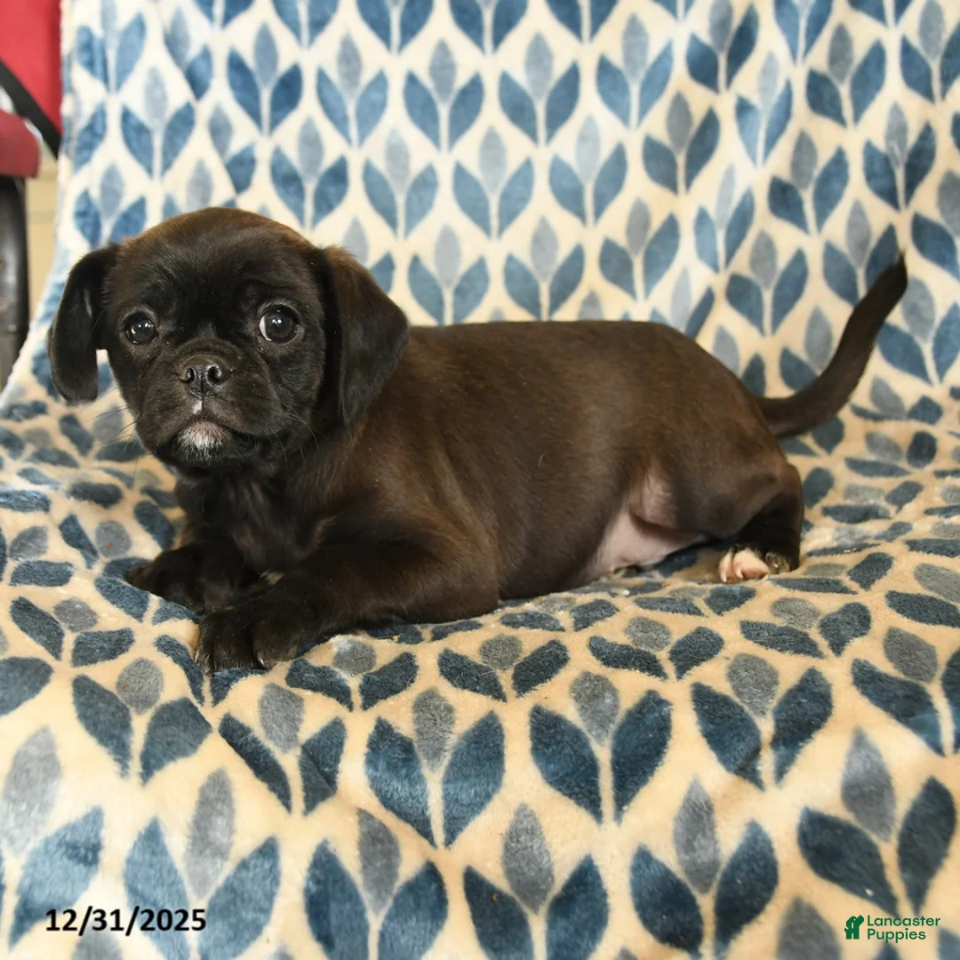 Mixed Breed dogs for sale: Xavier - Ad 3