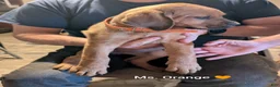 Mixed Breed dogs for sale: Ms. Orange - Ad 4