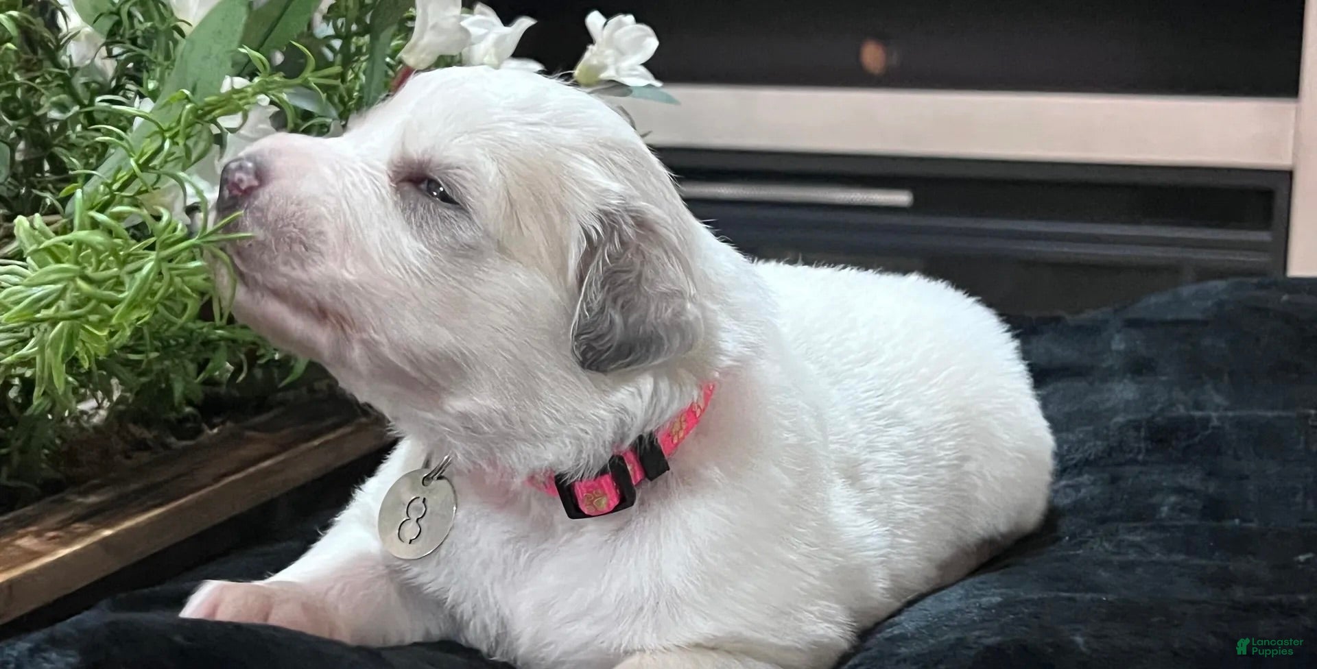 Great Pyrenees dogs Meadow - Ad 2
