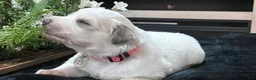 Great Pyrenees dogs for sale: Meadow - Ad 2
