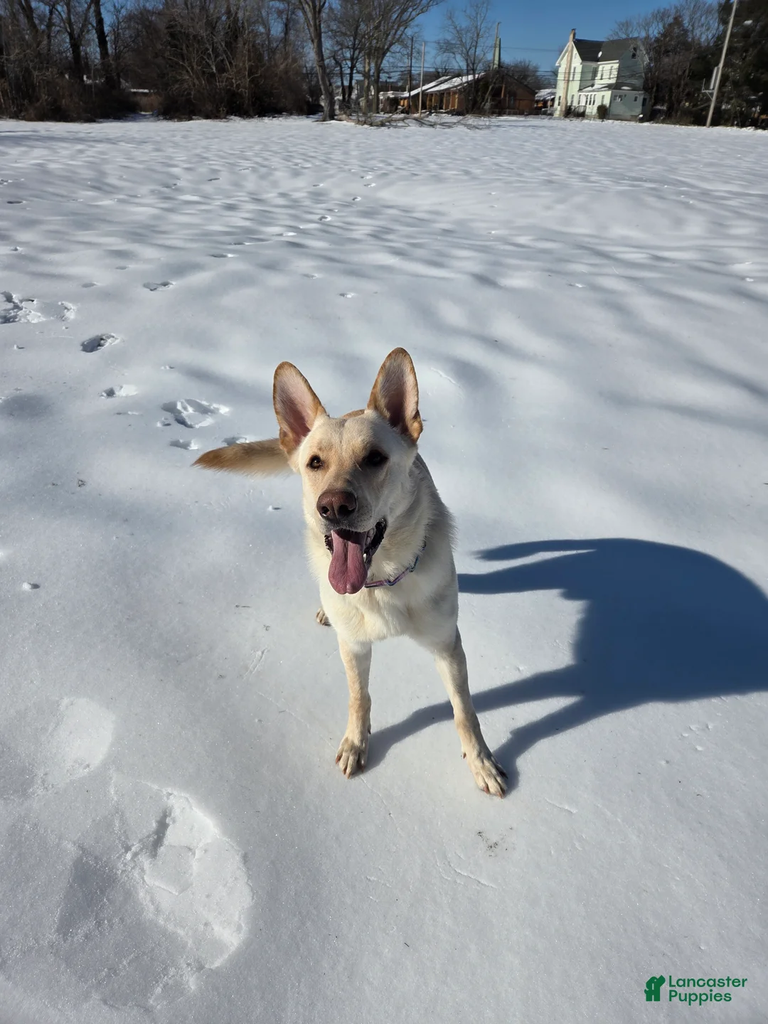 German Shepherd dogs for sale: German Shepherd Puppy 1 - Ad 3