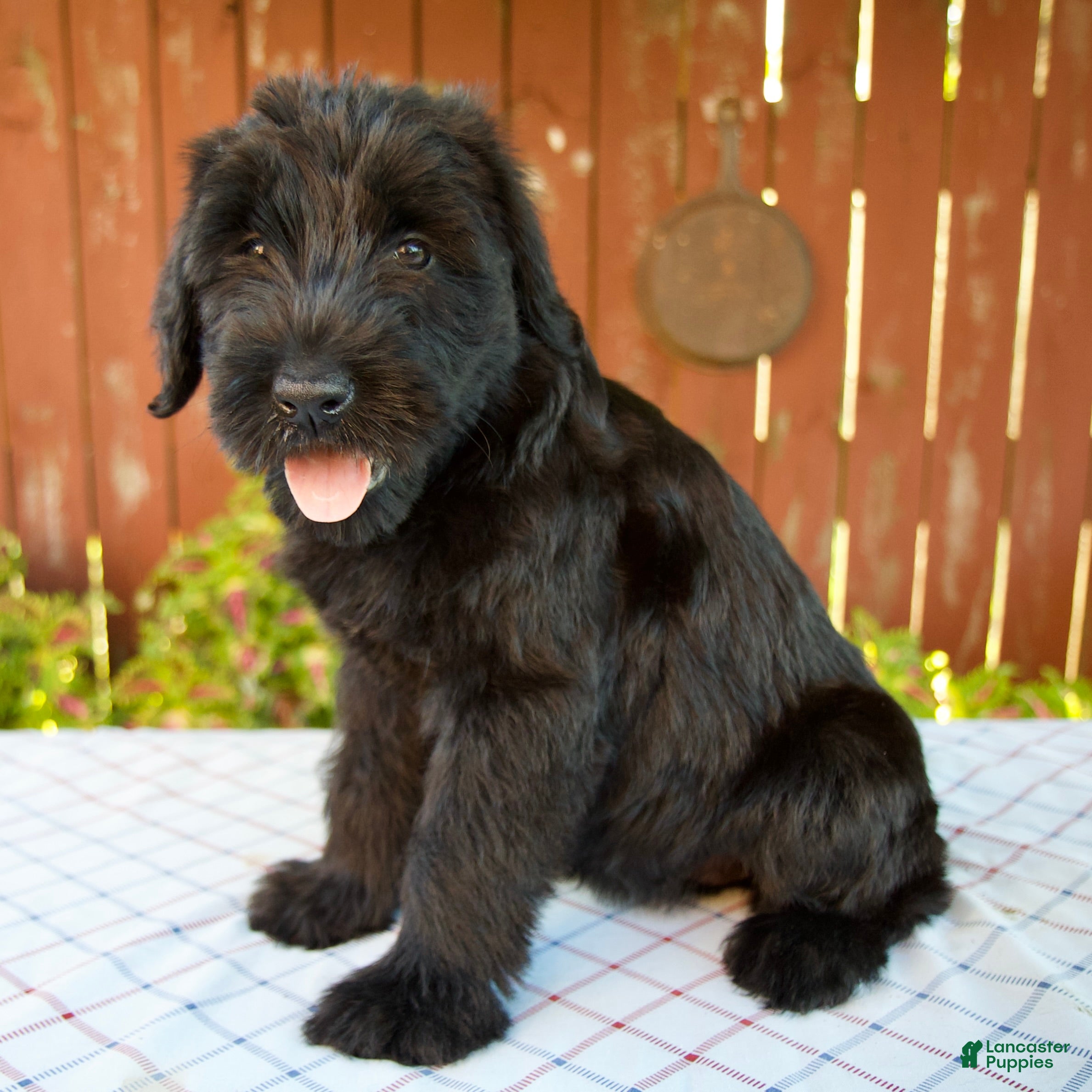 Giant Schnauzer dogs Olivia - Ad 2