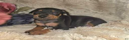 Miniature Pinscher dogs for sale: Mona black and rust  - Ad 6