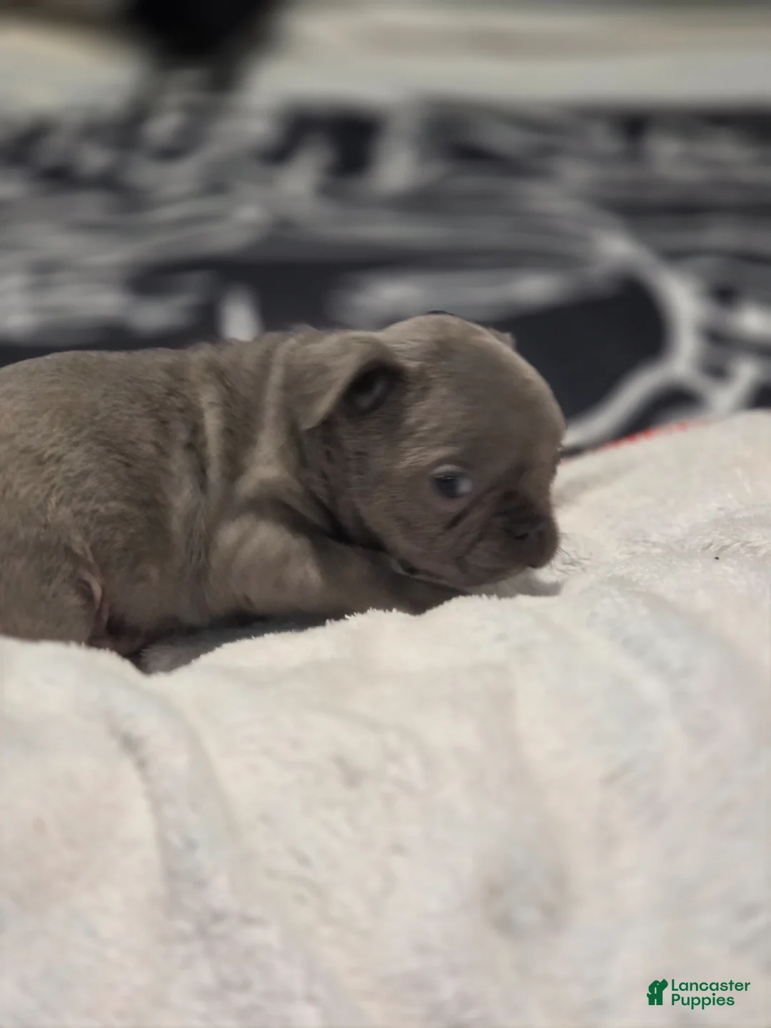 French Bulldog dogs for sale: French Bulldog Puppy 2 - Ad 2