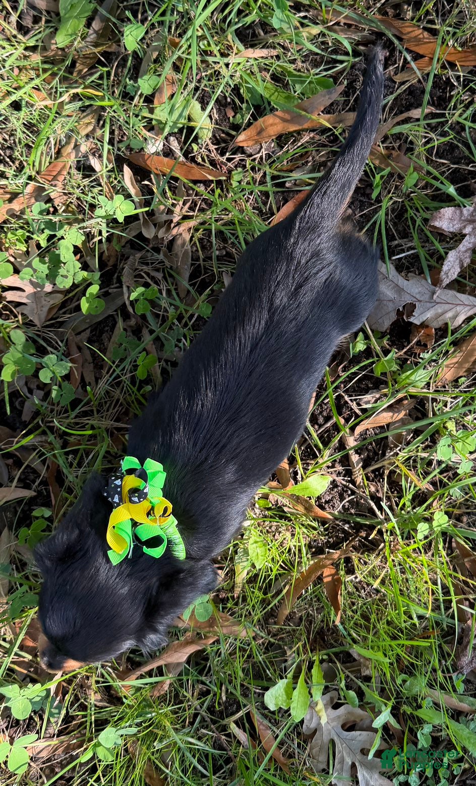 Miniature Dachshund dogs for sale: Oscar - Ad 2