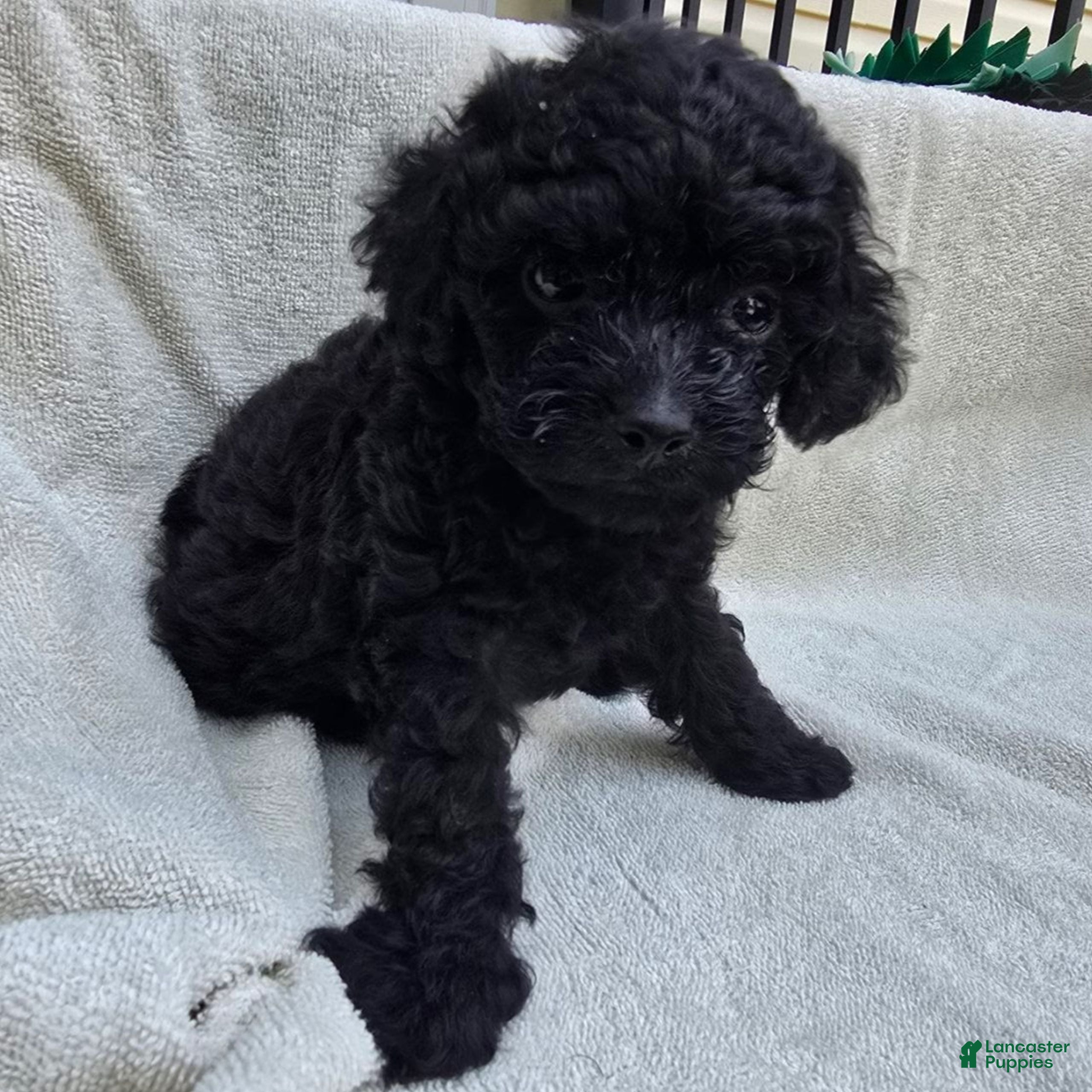 Toy Poodle dogs for sale: Gunner  - Ad 2