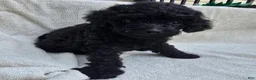 Toy Poodle dogs for sale: Gunner  - Ad 1