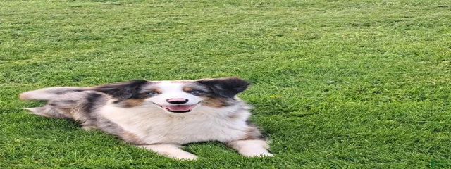 Rudy