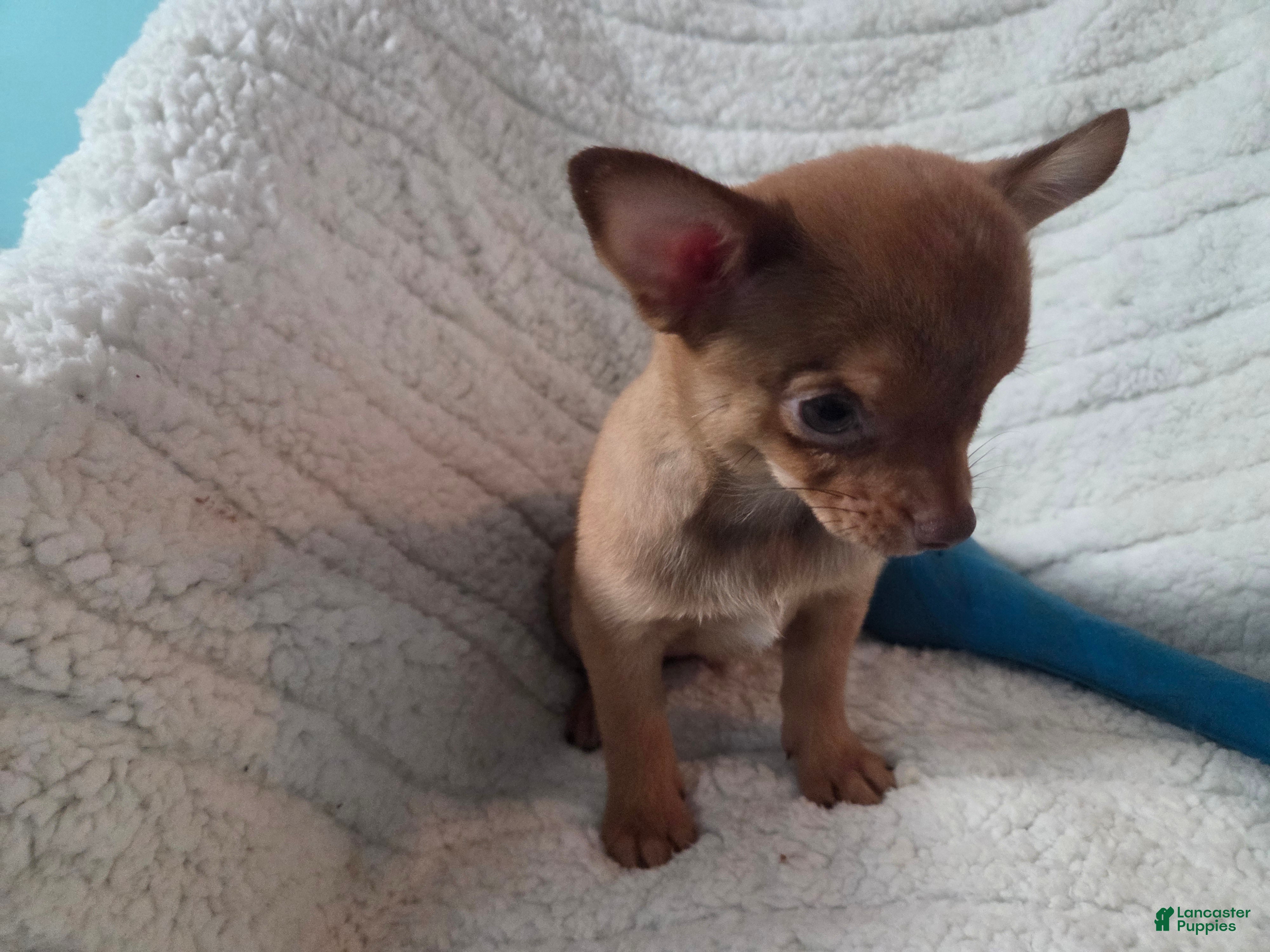 Chihuahua dogs Tim - Ad 2