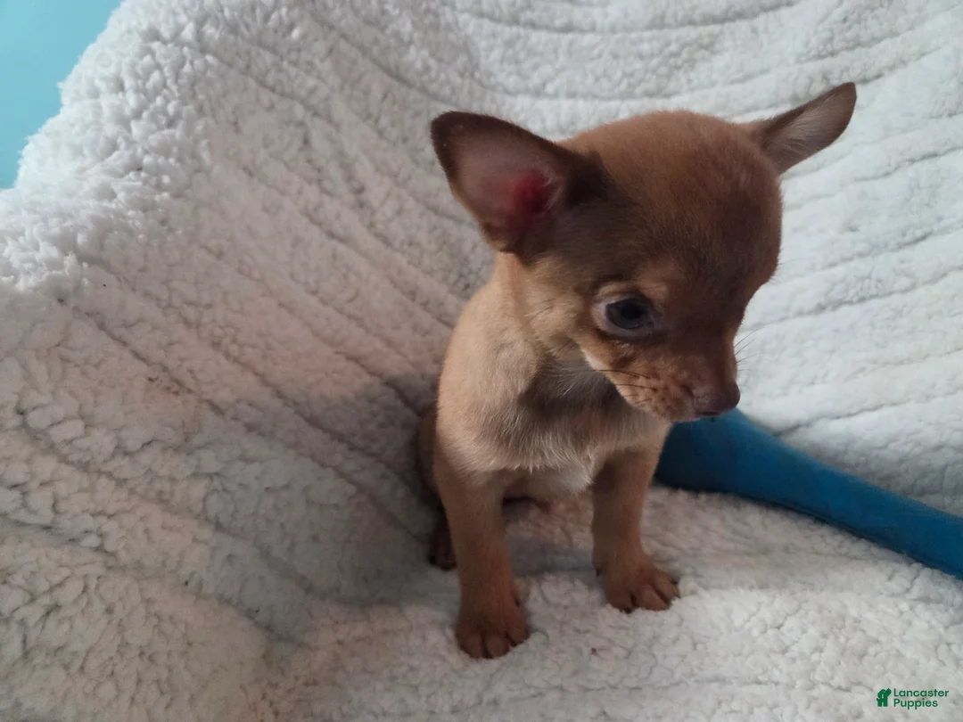 Chihuahua dogs for sale: Tim - Ad 2
