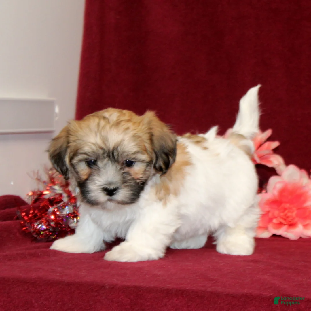 Teddy Bear dogs for sale: Zoey - Ad 4