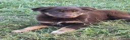 Mixed Breed dogs for sale: Michael - Ad 8