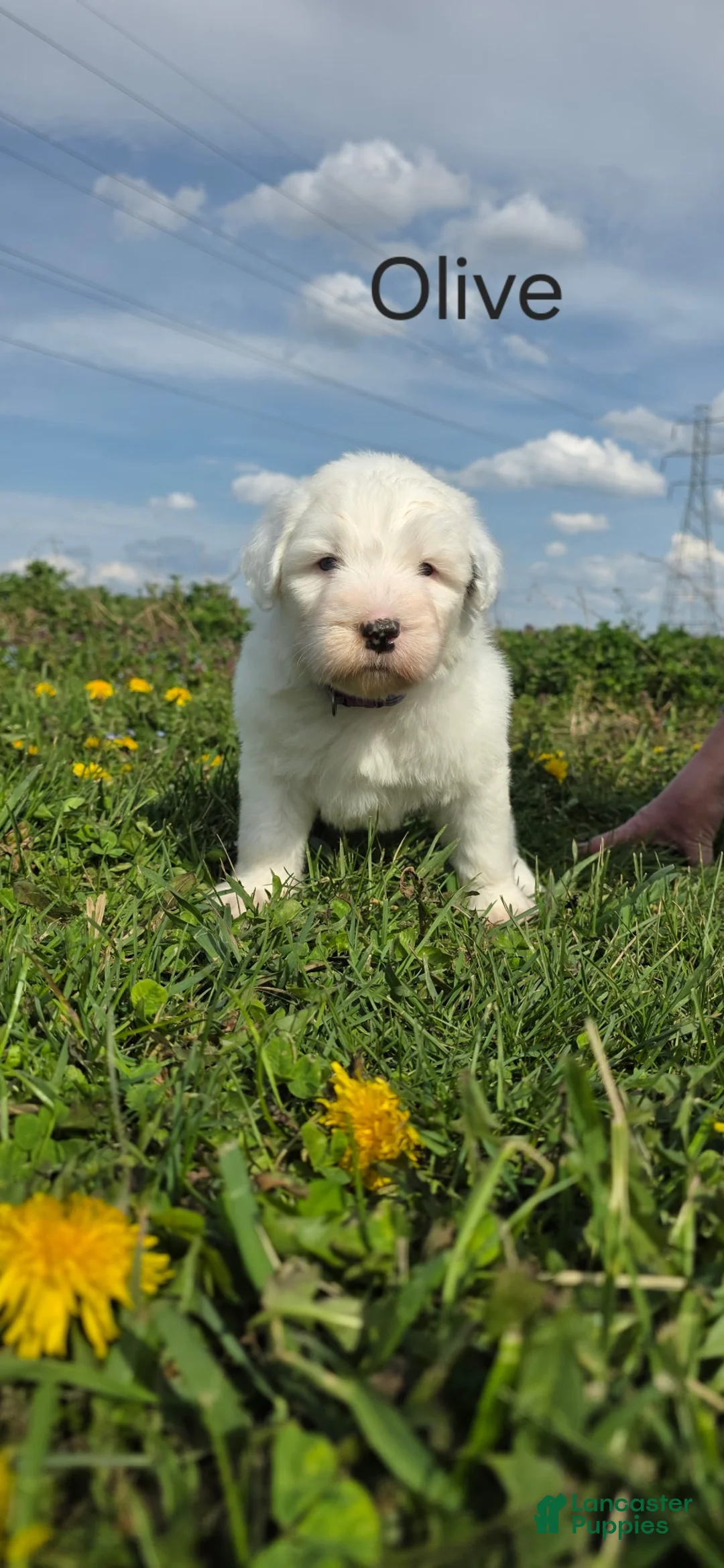 Old English Sheepdog dogs for sale: Olive - Ad 1