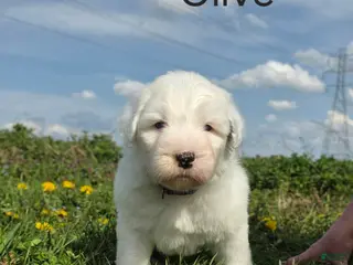 Old English Sheepdog dogs Olive - Ad 5